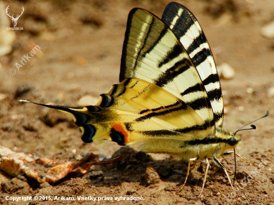 Vidlochvost ovocný (Iphiclides podalirius)