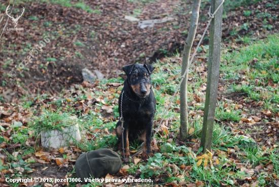 Veterán