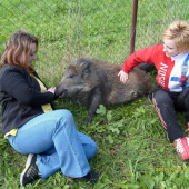 Miško v rodine