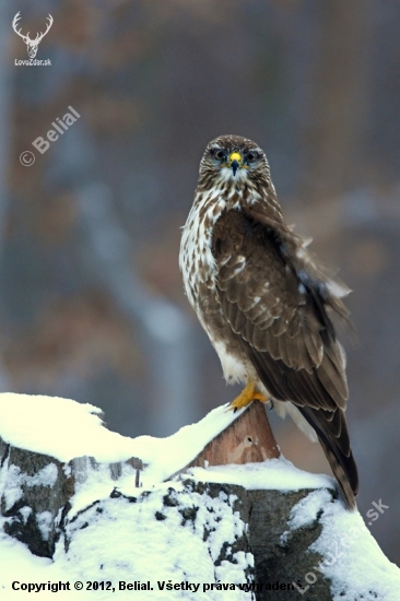 Buteo buteo