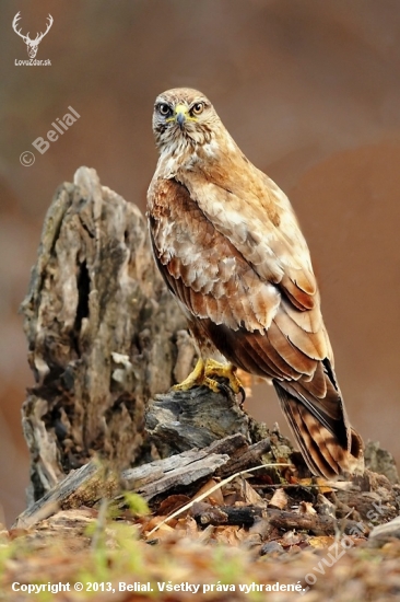 Buteo buteo