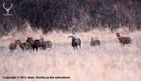 Partička.