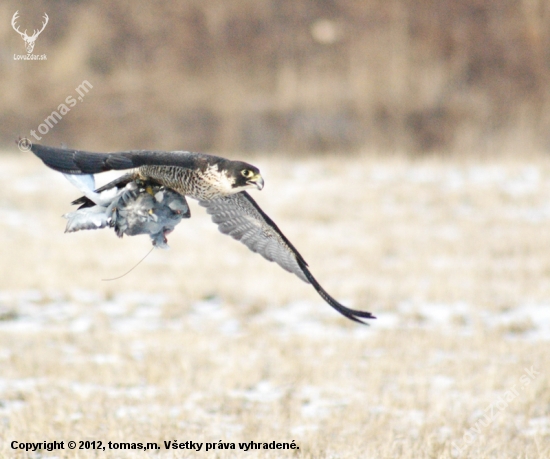 Falco Peregrinus (Freya)