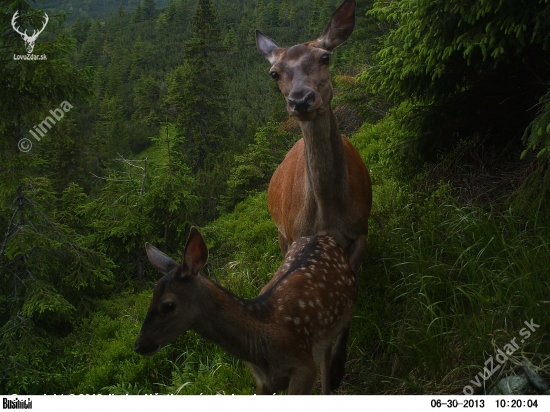 Bodkovaný wildlife.