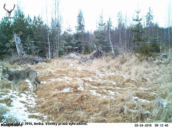 Husky,či?