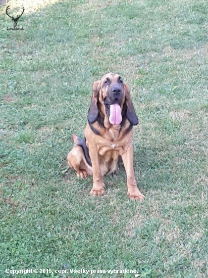 BLOODHOUND