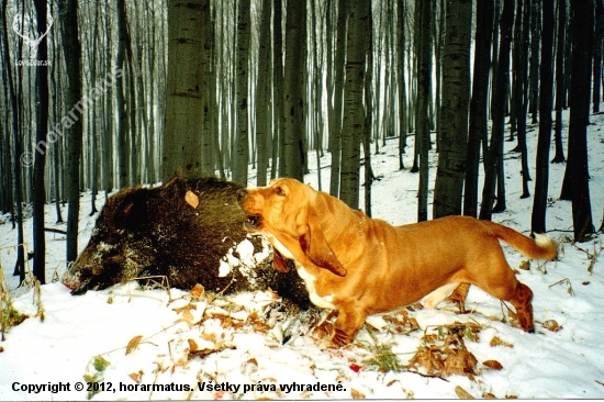 Basset ako vzorný hlásič