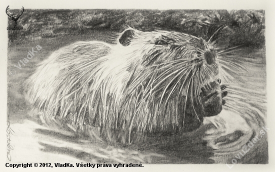 Nutria