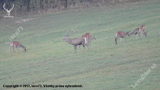 jelenia ruja 2011