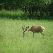 Materinská láska