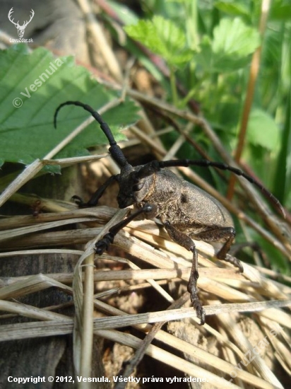 Fúzač vŕbový (Lamia textor)