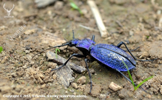 Bystruška vráskavá (Carabus intricatus)