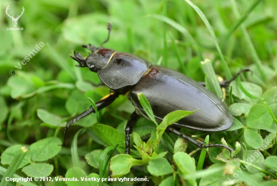 Roháč obyčajný (Lucanus cervus)