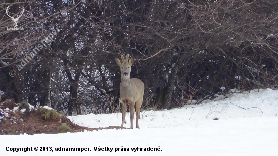 srnec na 10m (foto z videa)