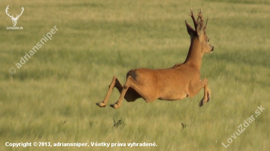 Skokan Srnčí (foto z videa)