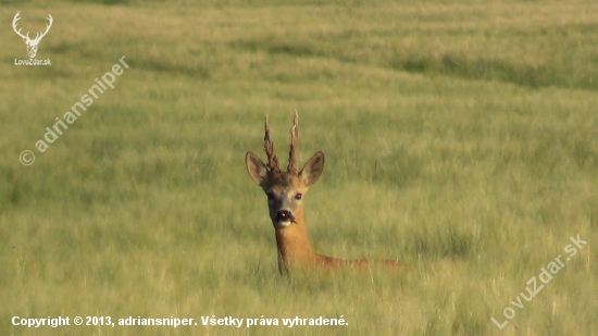 Medailový srnec (foto z videa)