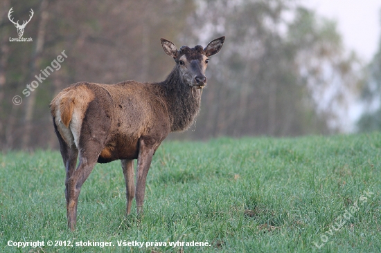 Cervus elaphus