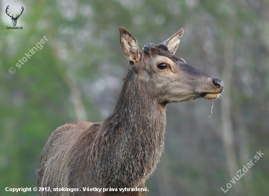 Cervus elaphus