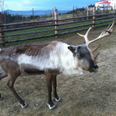 santa si u nás zabudol soby