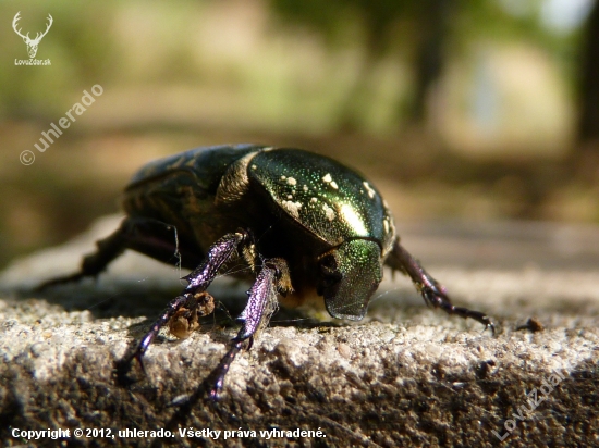 Zlatoň obyčajný (Cetonia aurata)