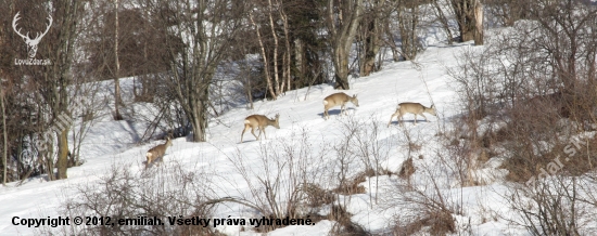 ..tazka zima