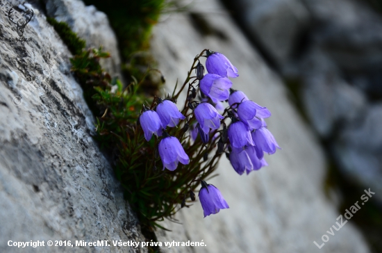 Campanula cochleariifolia