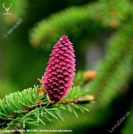 Picea abies