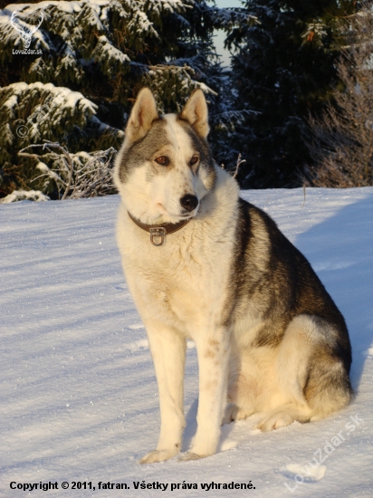 WESTSIBERIAN LAIKA