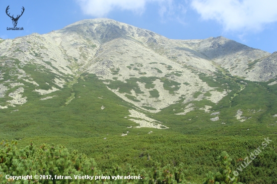 more  kosodrevinové