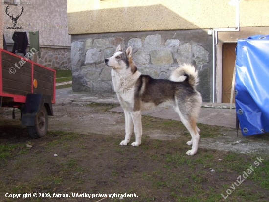 Západosibírska lajka Alex Dolná Paseka ale volám ho AGBAR