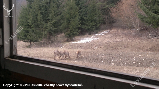 Jelenice a teliatka