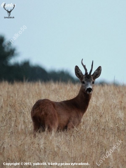 srnec lesný capreolus capreolus