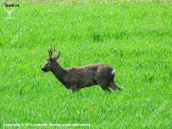 srnec lesný capreolus capreolus