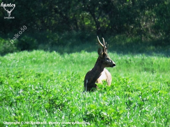 srnec lesný capreolus capreolus