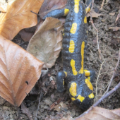 Salamandra