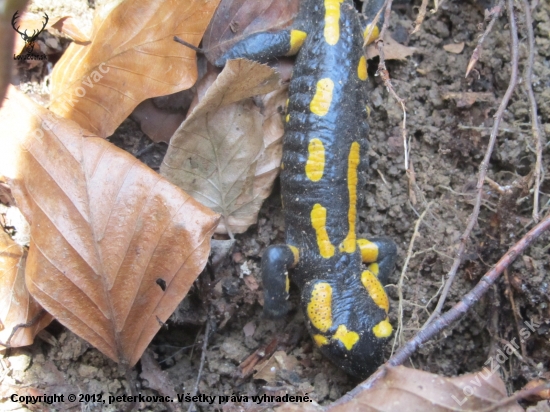 Salamandra