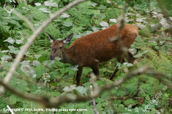 Cervus elaphus