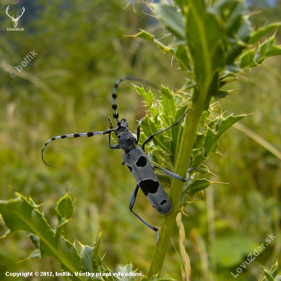 Rosalia alpina