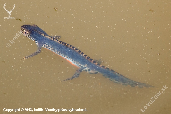 Triturus alpestris