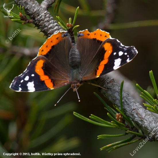 Vanessa atalanta na 