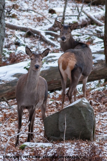 Jelenice