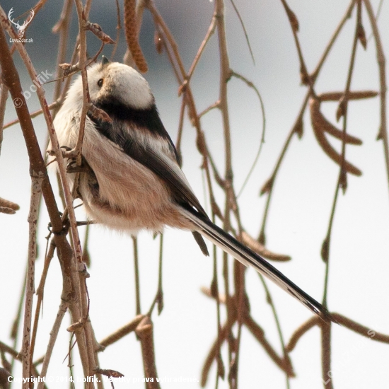 Aegithalos caudatus