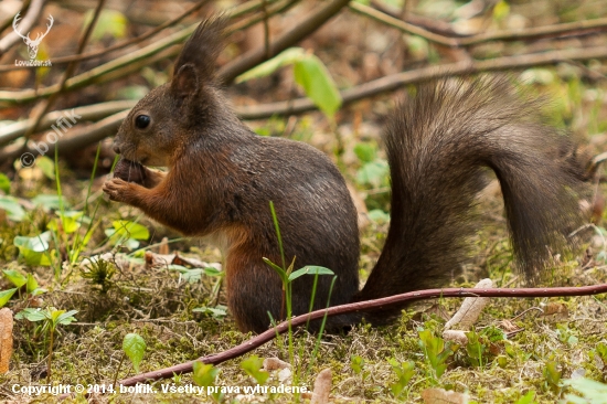 Sciurus vulgaris