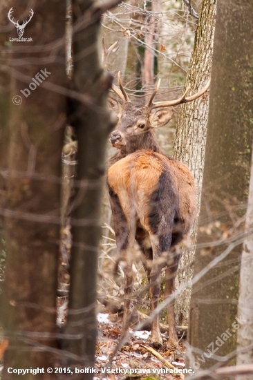 Jeleň