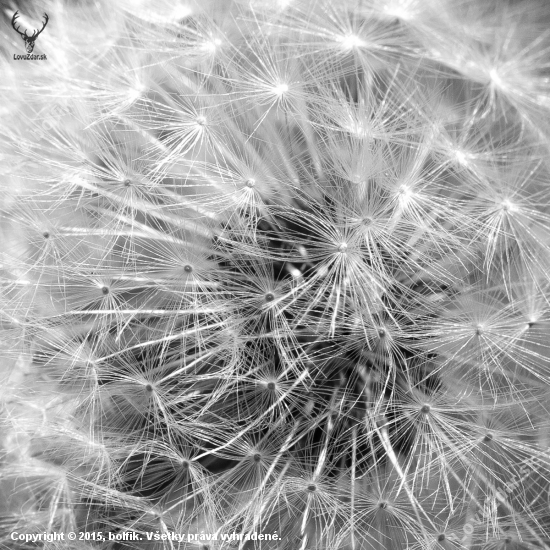 Taraxacum officinale