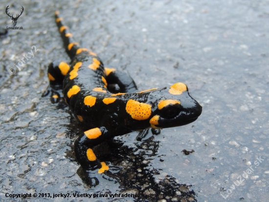 Salamandra