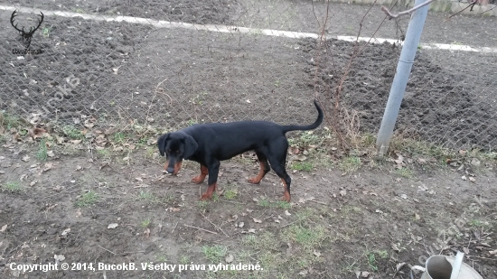 Všetky podmienky chovnosti splnené.