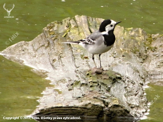 trasochvost biely   Motacilla alba