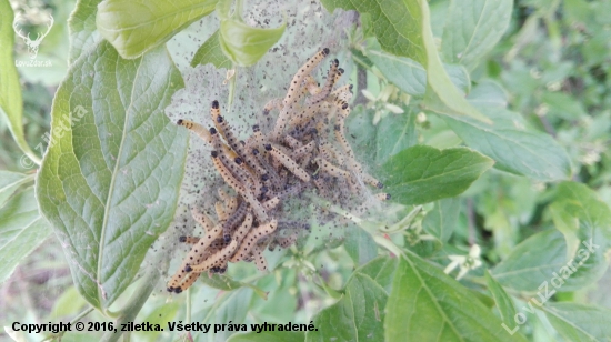 Larvy priadzovca čremchového