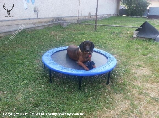 asan na trampoline